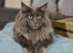 Stella - Maine Coon Cat For Sale - Middle Point&comma; OH&comma; US
