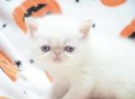 Max - Exotic Kitten For Sale - Central&comma; SC&comma; US