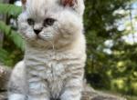 Chubs - Selkirk Rex Kitten For Sale - West Branch&comma; MI&comma; US