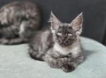 Black smoke female - Maine Coon Kitten For Sale - Middle Point&comma; OH&comma; US