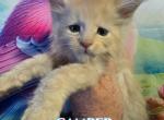 Camper Summertime Litter - Maine Coon Kitten For Sale - Kingman&comma; AZ&comma; US