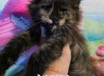 Muffin Dessert Litter - Maine Coon Kitten For Sale - Kingman&comma; AZ&comma; US
