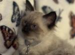 Bart - Balinese Cat For Sale - Plainfield&comma; IN&comma; US