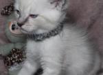 Blue Point Lynx Male Ragamese Ragdoll Siamese - Siamese Kitten For Sale - Oak Forest&comma; IL&comma; US