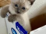 Lucy - Siamese Kitten For Sale - Catasauqua&comma; PA&comma; US