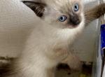 Lily chocolate - Siamese Cat For Sale - Catasauqua&comma; PA&comma; US