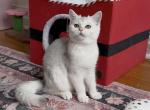 Donna - British Shorthair Cat For Sale - New York&comma; NY&comma; US