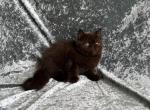 Angelica - Exotic Kitten For Sale - Lexington&comma; KY&comma; US