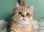 Pupsik - Scottish Straight Kitten For Sale - Cathlamet&comma; WA&comma; US