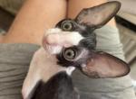 SOLD - Cornish Rex Kitten For Sale - Amelia Island&comma; FL&comma; US