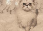 Pedigree Chinchilla Silver Persian Kitten - Persian Cat For Sale - Dallas&comma; TX&comma; US