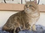 Garry Golden marble - Scottish Straight Cat For Sale/Service - Cathlamet&comma; WA&comma; US