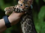 Pepper - Bengal Kitten For Sale - Los Angeles&comma; CA&comma; US