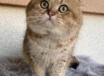 Dior - Scottish Straight Cat For Sale/Service - Cathlamet&comma; WA&comma; US