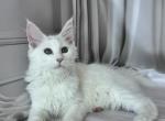Leva - Maine Coon Kitten For Sale - Odesa&comma; Odessa Oblast&comma; UA