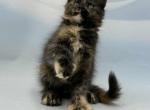 Sima - Polydactyl Kitten For Sale - Odesa&comma; Odessa Oblast&comma; UA