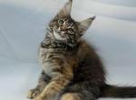 Samantha - Maine Coon Kitten For Sale - Odesa&comma; Odessa Oblast&comma; UA