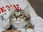 Larry  Special Price - Siberian Kitten For Sale - Ooltewah&comma; TN&comma; US