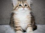 Lizzy Special Price - Siberian Kitten For Sale - Ooltewah&comma; TN&comma; US