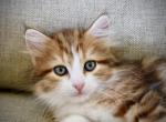 Koa Special Price - Siberian Kitten For Sale - Ooltewah&comma; TN&comma; US