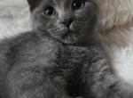 Oscar - Scottish Straight Cat For Sale - Molalla&comma; OR&comma; US