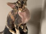 Mari Bella - Devon Rex Cat For Sale - GA&comma; US