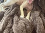 Samchi - Devon Rex Cat For Sale - GA&comma; US