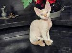 Surinam - Devon Rex Cat For Sale - GA&comma; US