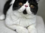 Cornelius - Exotic Cat For Sale - Roseville&comma; CA&comma; US