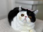 Violeta - Exotic Cat For Sale - Roseville&comma; CA&comma; US