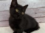 Caraway - Munchkin Kitten For Sale - Neosho&comma; MO&comma; US