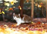 Nutmeg - Munchkin Kitten For Sale - Neosho&comma; MO&comma; US