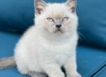 Blue and Blue Point - Scottish Fold Kitten For Sale - Chicago&comma; IL&comma; US