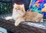 Golden British Longhair girl - British Shorthair Cat For Sale - NY&comma; US