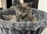 Adorable Big Blue Smoke Princess - Maine Coon Kitten For Sale - Tannersville&comma; PA&comma; US
