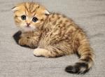 Taz - Scottish Fold Kitten For Sale - Berlin&comma; NJ&comma; US