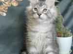 Drago - Maine Coon Kitten For Sale - Odesa&comma; Odessa Oblast&comma; UA