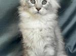 Dream - Maine Coon Kitten For Sale - 