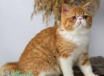 Oliver - Exotic Cat For Sale - Pembroke Pines&comma; FL&comma; US