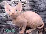 Jeanne - Sphynx Kitten For Sale - Miami&comma; FL&comma; US