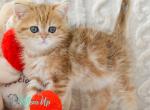 Harvey - British Shorthair Kitten For Sale - Pembroke Pines&comma; FL&comma; US