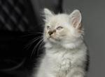 Kraft - Siberian Kitten For Sale - Pembroke Pines&comma; FL&comma; US