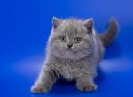 Gracie - British Shorthair Kitten For Sale - Norwalk&comma; CT&comma; US
