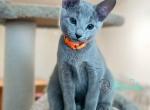 Werona - Russian Blue Kitten For Sale - Hollywood&comma; FL&comma; US