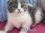 Archie - Scottish Fold Kitten For Sale - Hollywood&comma; FL&comma; US