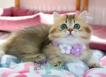 Diamond - Munchkin Cat For Sale - Pembroke Pines&comma; FL&comma; US