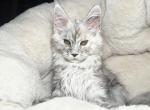 Sandra - Maine Coon Cat For Sale - Hollywood&comma; FL&comma; US