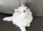 Bella - Persian Kitten For Sale - Palm Coast&comma; FL&comma; US