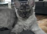 Light Black smoke female - Maine Coon Kitten For Sale - Middle Point&comma; OH&comma; US
