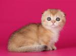 Boo - Munchkin Kitten For Sale - Pembroke Pines&comma; FL&comma; US
